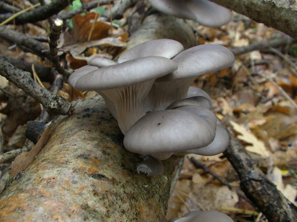 Определение грибов X_59312aa3